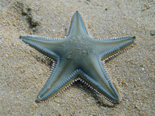 Astropecten jonstoni (Delle Chiaje, 1827)